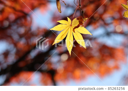 專注於一片黃色楓葉並模糊背景風景所拍攝的風景 專注於一片黃色楓葉並模糊背景風景所拍攝的風景 85263256