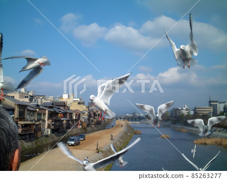 海鷗聚集在京都的鴨川上覓食。飛翔的海鷗。 85263277