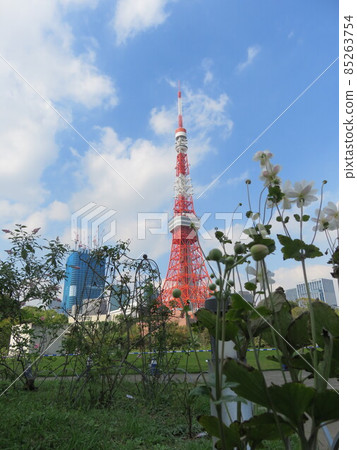 在芝公園花壇上看到的東京鐵塔 在芝公園花壇上看到的東京鐵塔 85263754