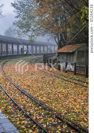 臺灣,冬季,楓葉,雨水,濕氣,鐵道,霧氣,落葉 85264238