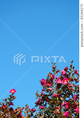 Clear sky copy space and sasanqua flowers Clear sky copy space and sasanqua flowers 85264275