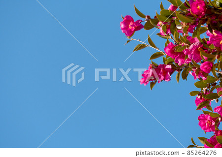 Clear sky copy space and sasanqua flowers Clear sky copy space and sasanqua flowers 85264276