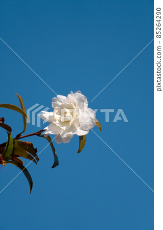 Clear sky copy space and sasanqua flowers 85264290