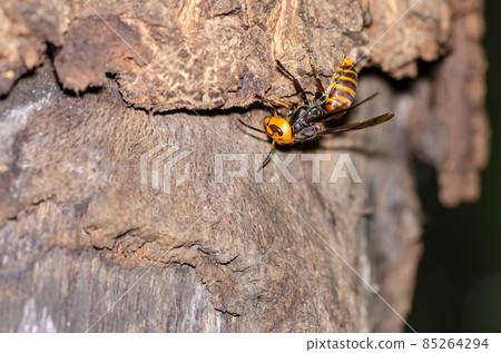 Hornet 85264294