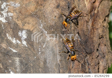 Hornet Hornet 85264299