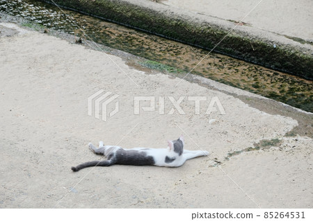 諾拉貓小睡 諾拉貓小睡 85264531