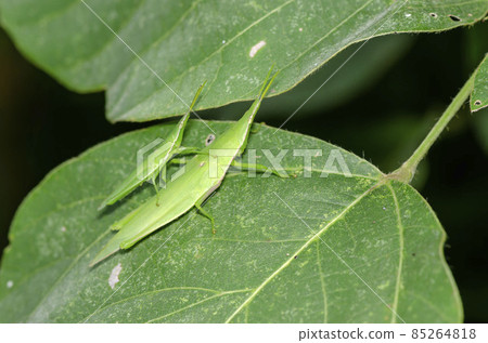 Atractomorpha lata 85264818