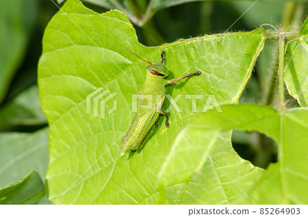 巴坦加粳稻 85264903