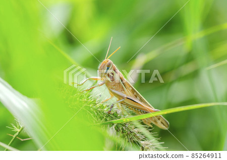 巴坦加粳稻 85264911