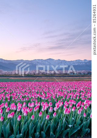 Asahi Funakawa (Spring): Dawn Asahi Funakawa (Spring): Dawn 85264931