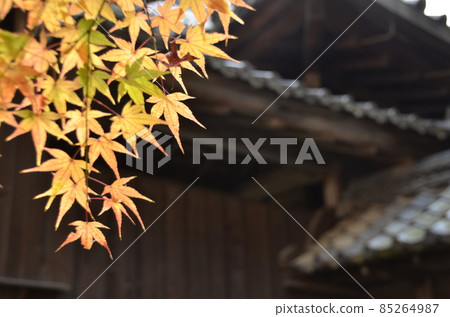 Autumn leaves at Muko Shrine in Kyoto Autumn leaves at Muko Shrine in Kyoto 85264987