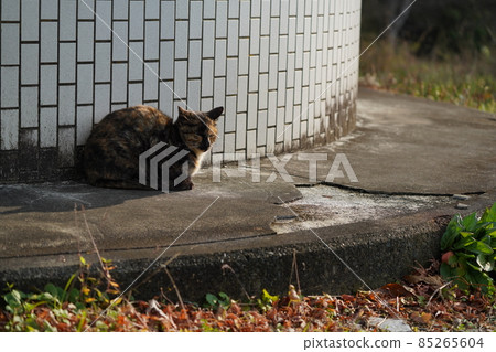 A rusty stray cat that has caught a cold or has no appetite or energy A rusty stray cat that has caught a cold or has no appetite or energy 85265604