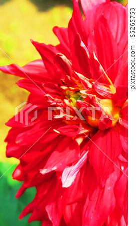 Landscape with dahlia flowers 85265753