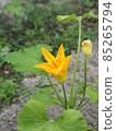 Yellow zucchini flowers 85265794