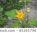 Yellow zucchini flowers 85265796