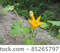 Yellow zucchini flowers 85265797
