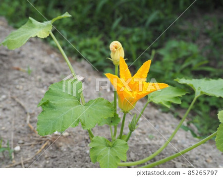 Yellow zucchini flowers 85265797