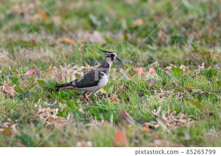 冬季野鳥匍匐 85265799