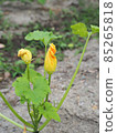 Zucchini 85265818