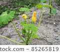 Zucchini 85265819