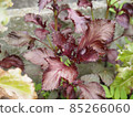 Red perilla leaves growing in the summer field 85266060