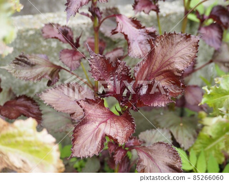 Red perilla leaves growing in the summer field 85266060