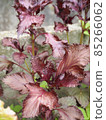 Red perilla leaves growing in the summer field 85266062