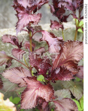 Red perilla leaves growing in the summer field 85266062