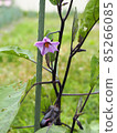 Eggplant flowers blooming in the summer field 85266085