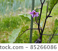 Eggplant flowers blooming in the summer field 85266086