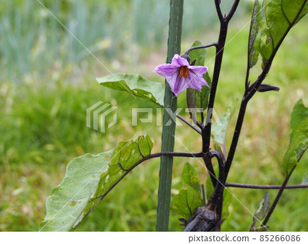 Eggplant flowers blooming in the summer field 85266086