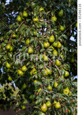 branch of pear with many ripe large fruits of sweet pear in the farmer's garden. 85266116