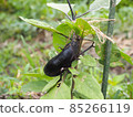 Eggplant growing in the summer field 85266119