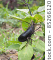Eggplant growing in the summer field 85266120