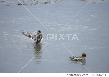 Arao City Oshima Fishing Port Wigeon bathing Arao City Oshima Fishing Port Wigeon bathing 85266231