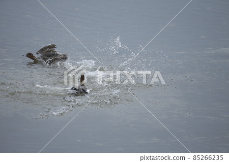 荒尾市大島漁港 Wigeon 沐浴 荒尾市大島漁港 Wigeon 沐浴 85266235