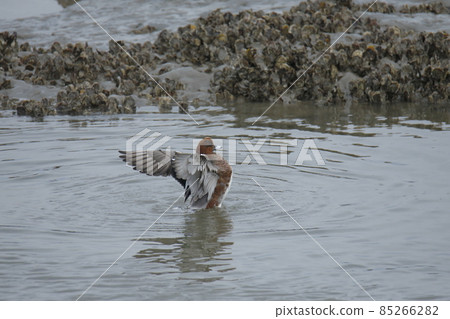 荒尾市大島漁港 Wigeon 沐浴 荒尾市大島漁港 Wigeon 沐浴 85266282