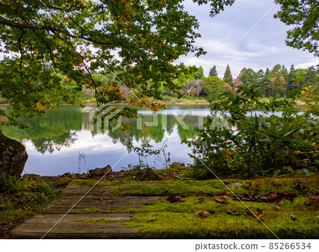 A quiet swamp in early autumn surrounded by old mossy wooden benches and forests (Yamagata Prefecture, Zao Onsen, Kotani Jinuma) 85266534
