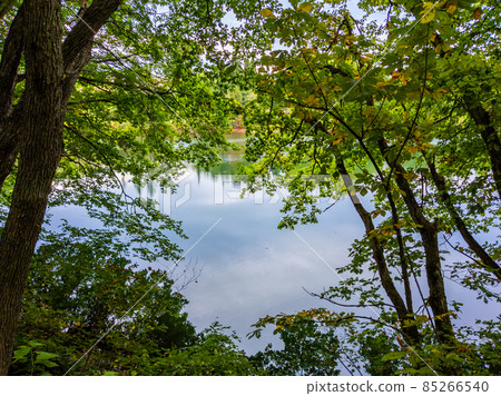 View of a quiet swamp from among the trees in early autumn (Yamagata Prefecture, Zao Onsen, Kotani Swamp) 85266540