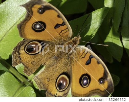 Tatehamodoki 85266552