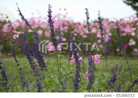 Flower field of sage and autumn cherry blossoms 85266553