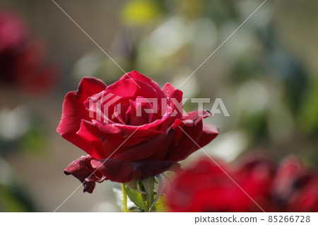 Arao City Ominous Citizen Flower Bed Rose Flower, Arao City Ominous Citizen Flower Bed Rose Flower, 85266728