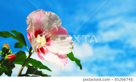 Hibiscus flower landscape 85266748