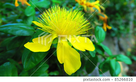 Hiperam · Kalisinam flower 85266810