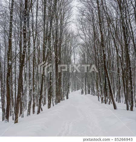 Empty alley in a snow-covered winter forest. Winter natural background. Square view. Empty alley in a snow-covered winter forest. Winter natural background. Square view. 85266943