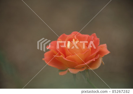 Arao City Ominous Citizen Flower Bed Rose Flower, Arao City Ominous Citizen Flower Bed Rose Flower, 85267282