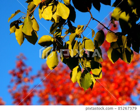Camphor tree leaves in the morning sun (yellow shimmering leaves in the sun) Camphor tree leaves in the morning sun (yellow shimmering leaves in the sun) 85267379