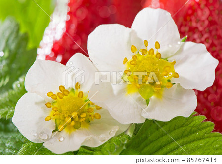 Strawberries with leaves. Isolated on a white background 85267413
