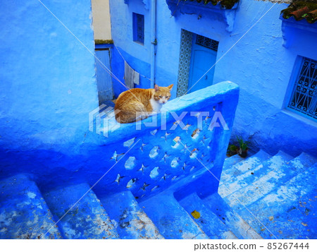 Blue city cat ③ Blue city cat ③ 85267444