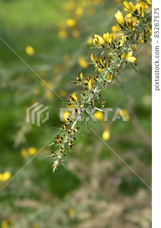 Common gorse Common gorse 85267575